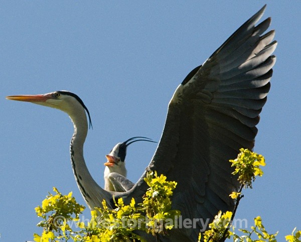 Herons - Wildlife and Animals