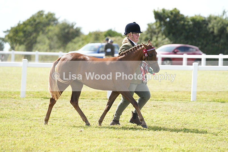 DSC07533 - Pony Breeding Championship