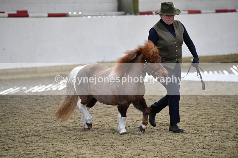 WJ5_4863 - Class 7 In hand coloured / odd coloured