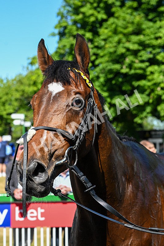 170525-Race 4-Hallelujah U-8427 - Race 4