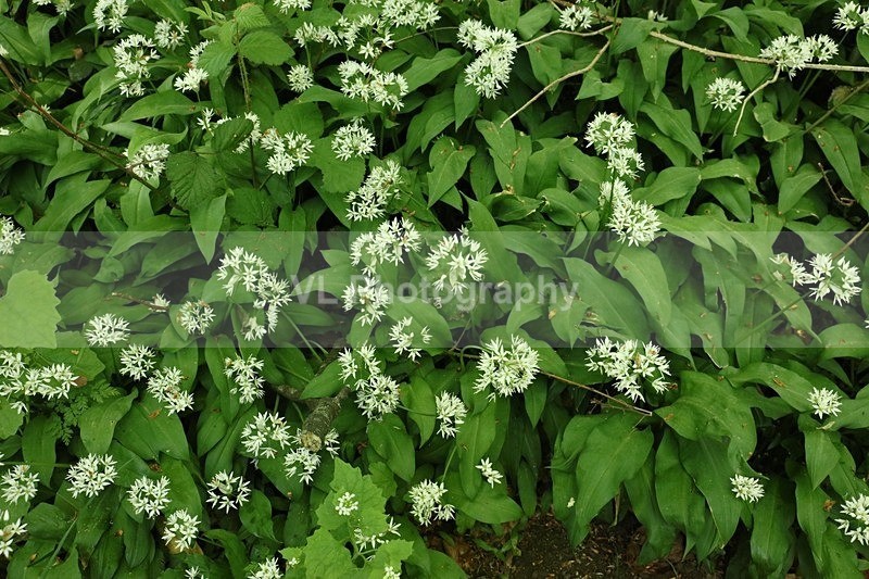 1G5A8918 - Flowers, Plants and Trees
