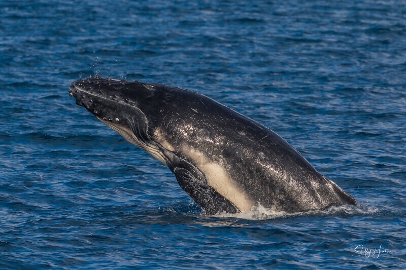 HB Calf Head-lunge 1. 0A3A7916 - 2025 Hervey Bay Whales
