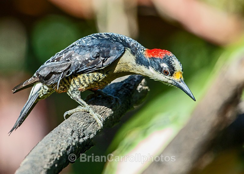 IMG_5407a Black Cheeked Woodpecker, Costa Rica - Costa Rican Wildlife