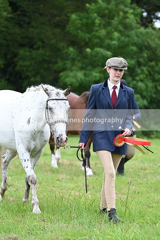 WJ7_4588 - Class 14B Prettiest Mare
