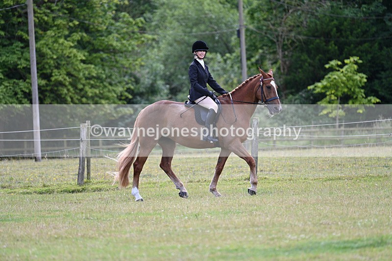 WJ7_8491 - Class 7  Riding Club Show Horse