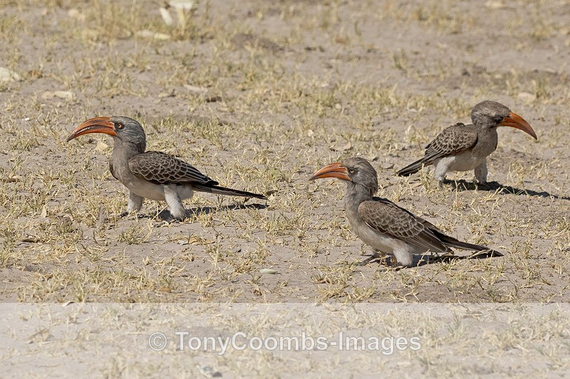 Bradfield's Hornbill - Botswana ~ Birds