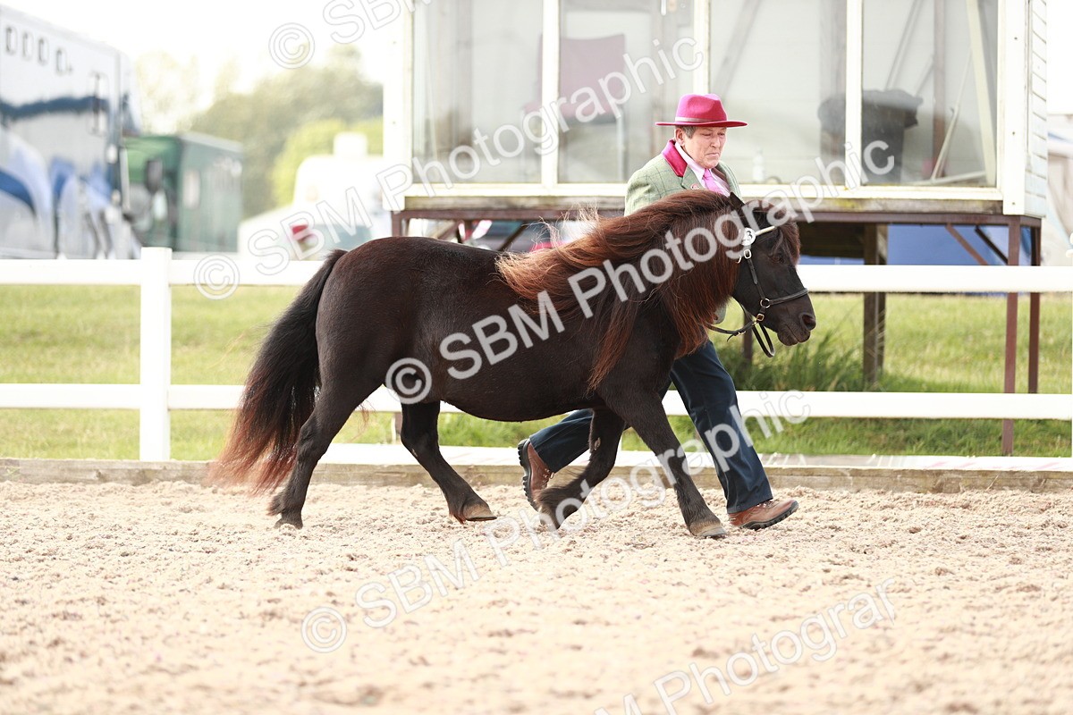 SBM_11780 - Class 206 IH Non Show Type Pony