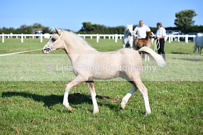 DSC_5358 - Classes 47 & 48: NPS M&M Brood Mare and Foal