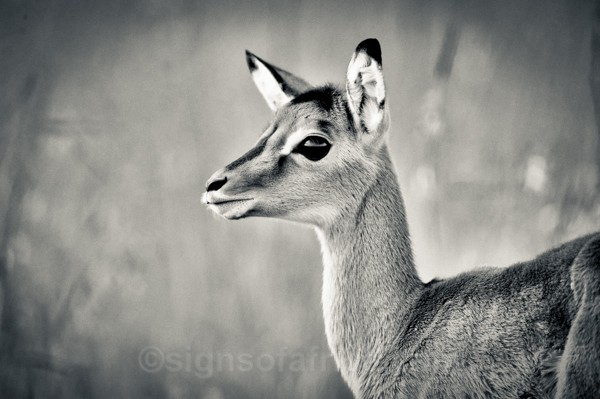Impala, Maasai Mara, Kenya