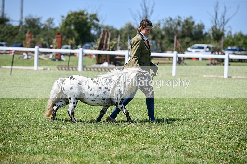 DSC_7112 - Class 61: Miniature Horse 4yrs & over