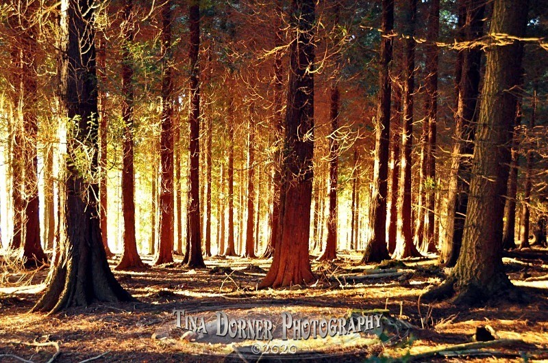 Red Hot  PineTrees glowing in winter sunset. Winter Landscape portfolio by Tina Dorner Photography,  Forest of Dean and Wye Valley, Gloucestershire