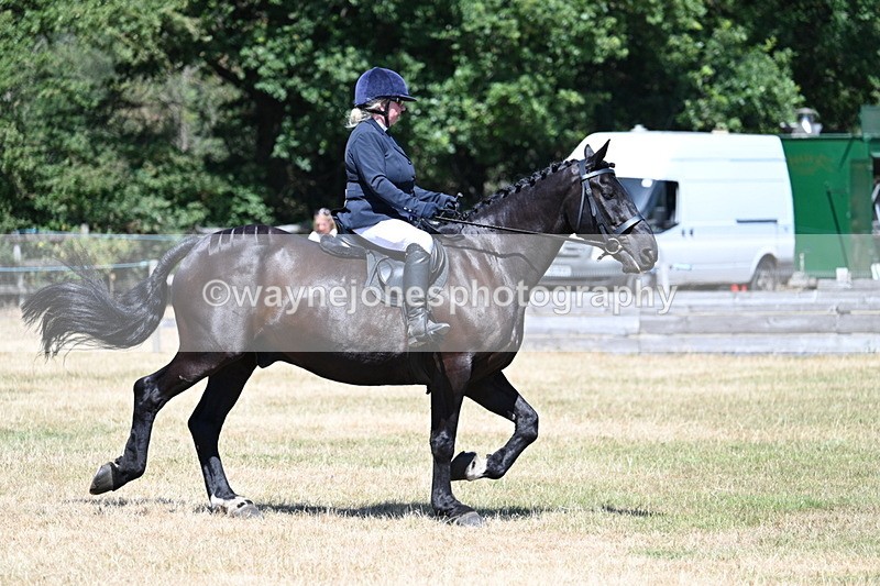 WJ7_2964 - Class 7 Riding Club Show Horse