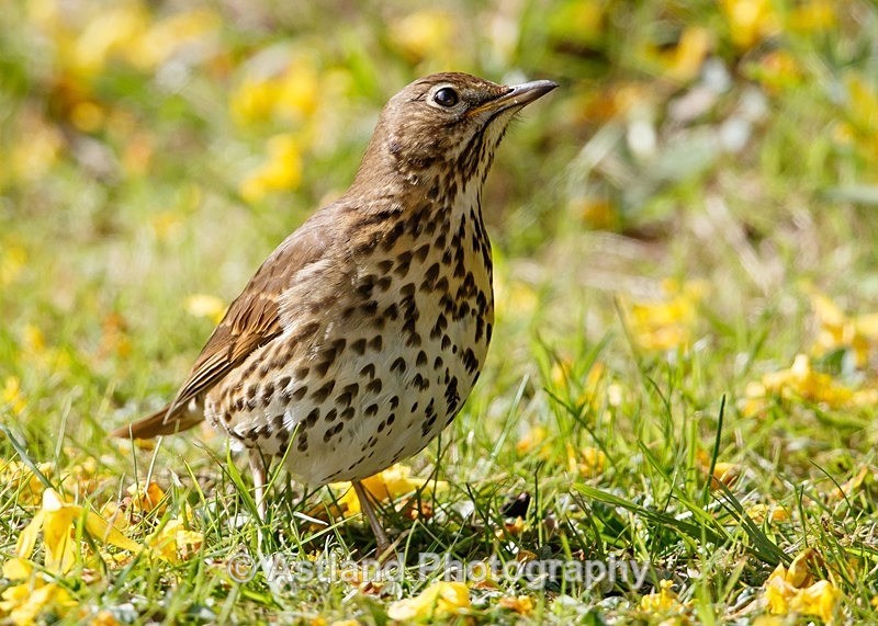 Astland Photography, Bird and Wildlife Images, Susan and Peter Wilson, U.K