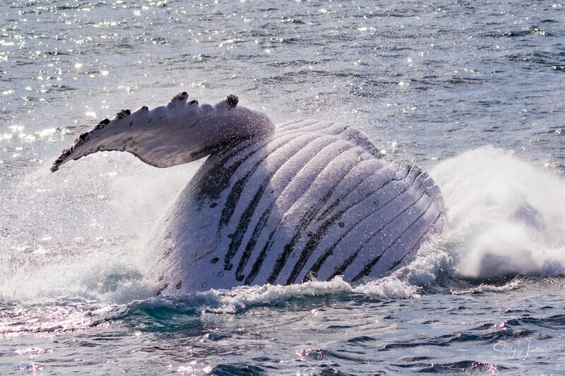 0A3A7735. Sunrise Breach 7 - 2023 Whale Photos