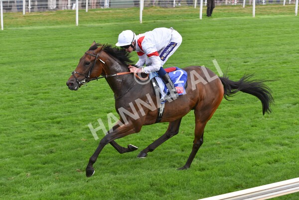 yr17082022r3-38 - Race 3 3.00pm Sky Bet Great Voltigeur Stakes