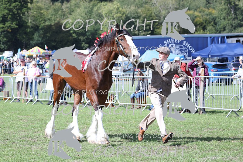 APP_3197 - Class 3 Youngstock