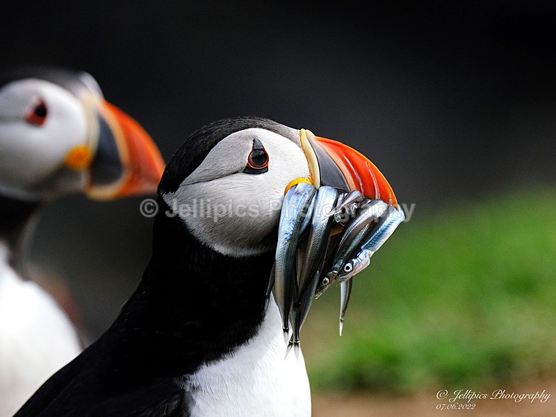  - Wildlife and Nature