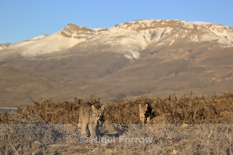 Two Pumas (Brissa and Escacha) on the move, Torres del Paine, Chile - Puma