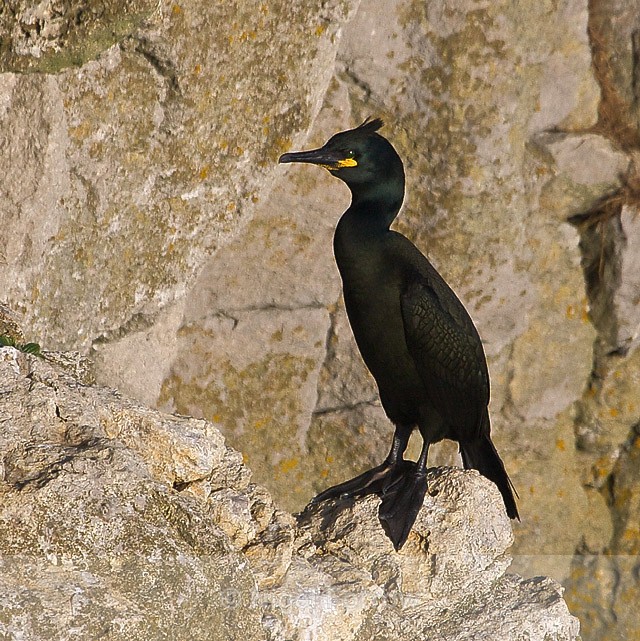 Shag on a cliff ledge at Durlston - Shag