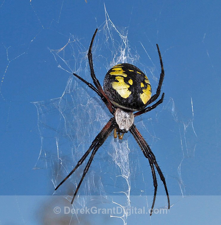 Black and Yellow Garden Spider (female)- 2 - Spiders of Atlantic Canada