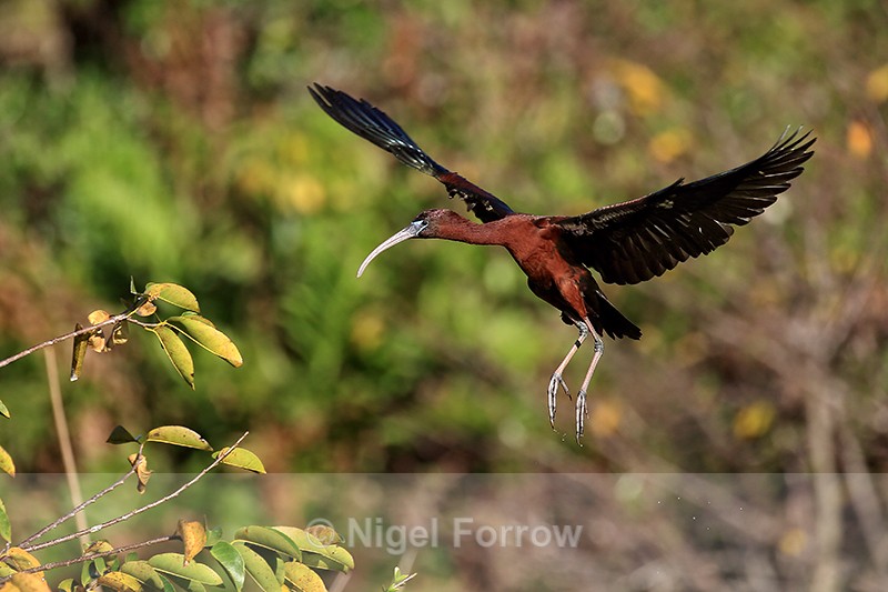 Glossy Ibis hanging in air, Wakodahatchee Wetlands, Florida - Glossy Ibis