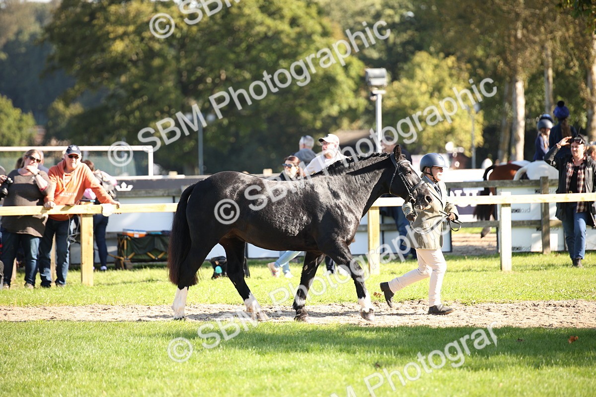 SBM_36542 - S10 - Best In Hand Horse & Pony