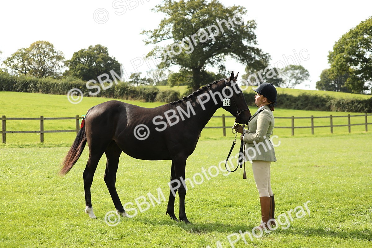 SBM_65583 - S48 - Show Pony & Show Hunter Pony In Hand