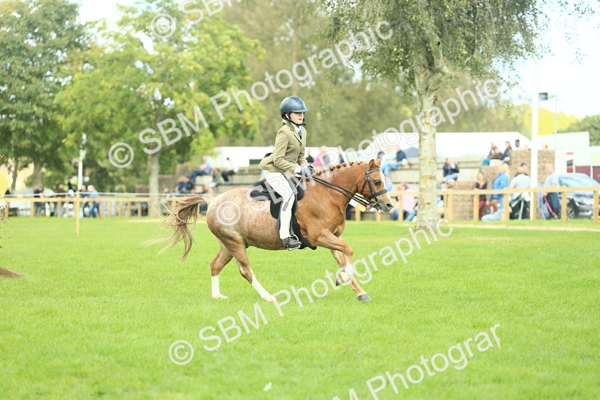 SBM_44670 - S31 - Working Hunter Pony
