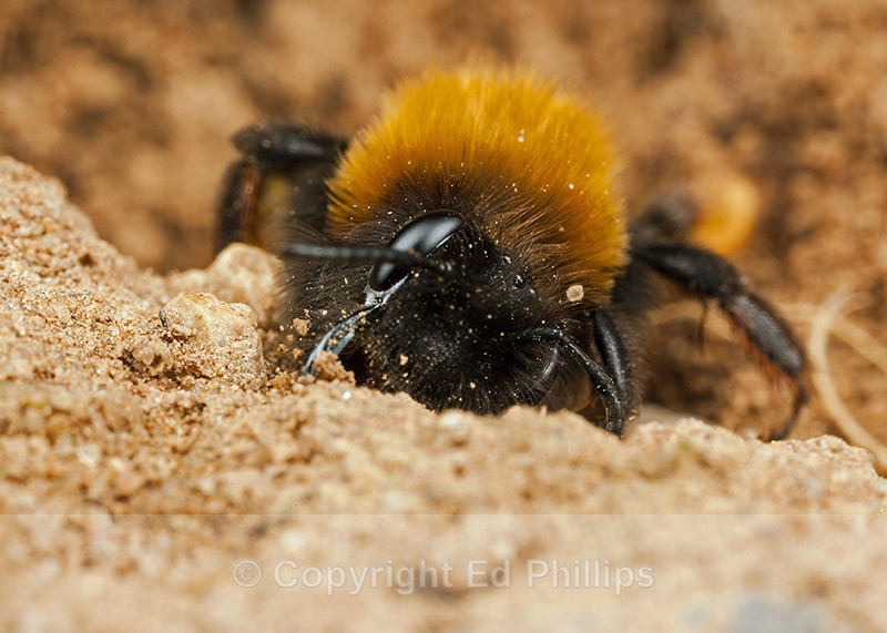 Andrena clarkella (f) - Andrena clarkella