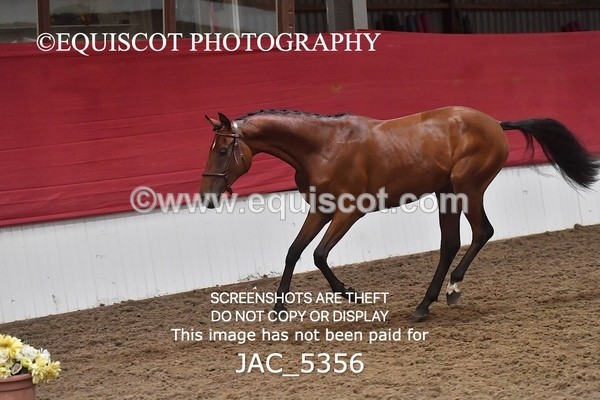 JAC_5356 - 7 L'Espirits Little Unicorn