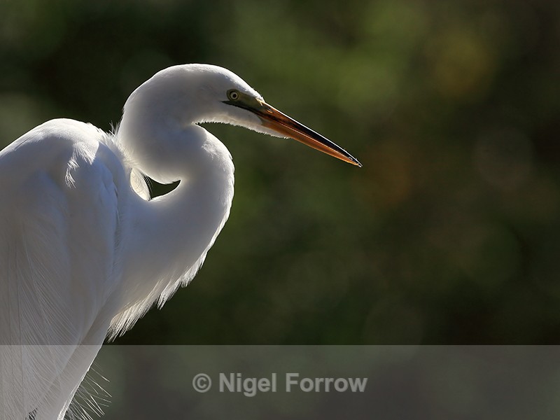 Great Egret backlit, Gatorland, Orlando, Florida - Great Egret