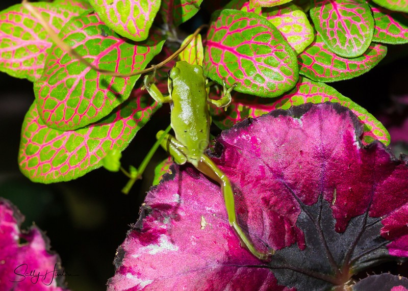 Frog with colour 1