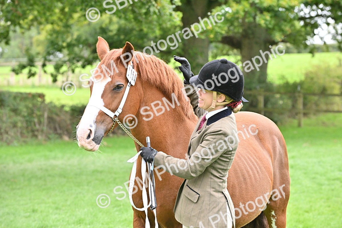 SBM_63302 - S49 - Mountain & Moorland In Hand Large Breeds