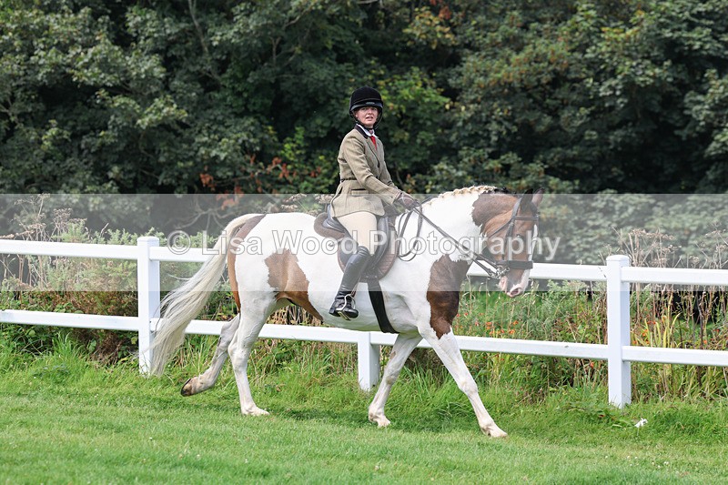 3E7A8663 - Class 5: Working Show Horse