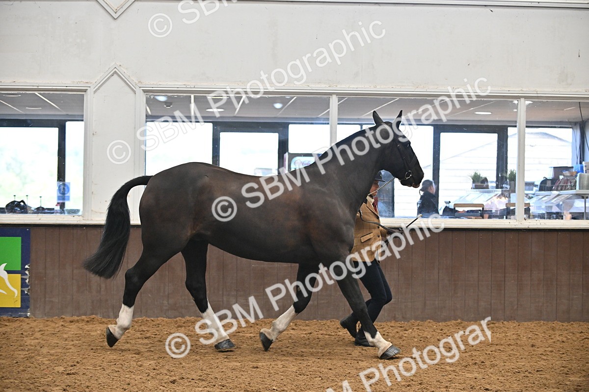 SBM_000081 - Class 4 - BSHA In Hand Show Cob