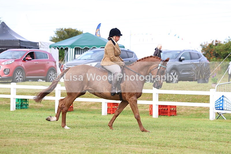 3E7A8024 - Class 2: Rising Star Large Hack/Riding Horse