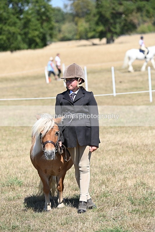 WJ6_8656 - Class 37b Best Loan Pony In-hand