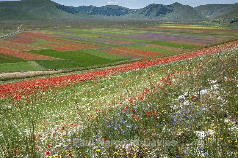  - Plants: wide-angle