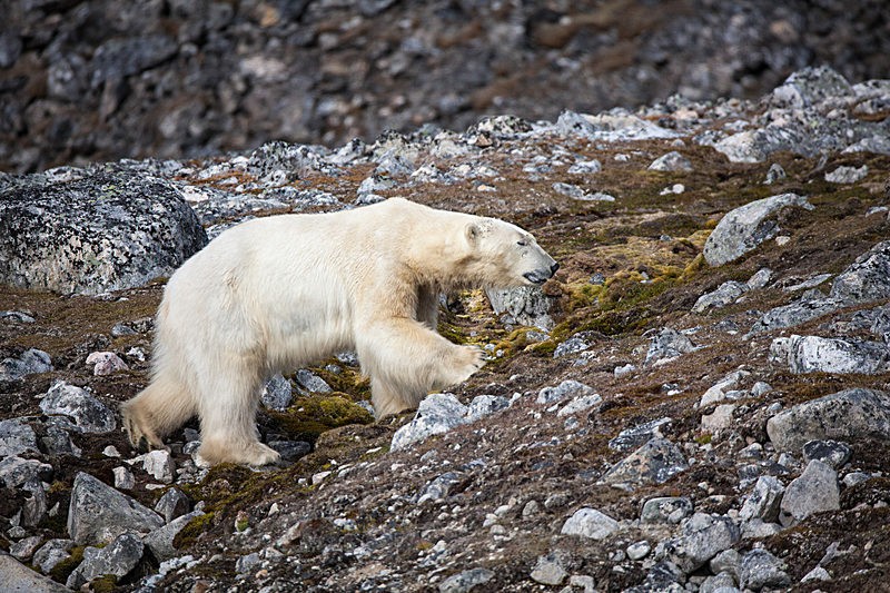 Polar bear 7161 - Trip with MS Expedition August 2016