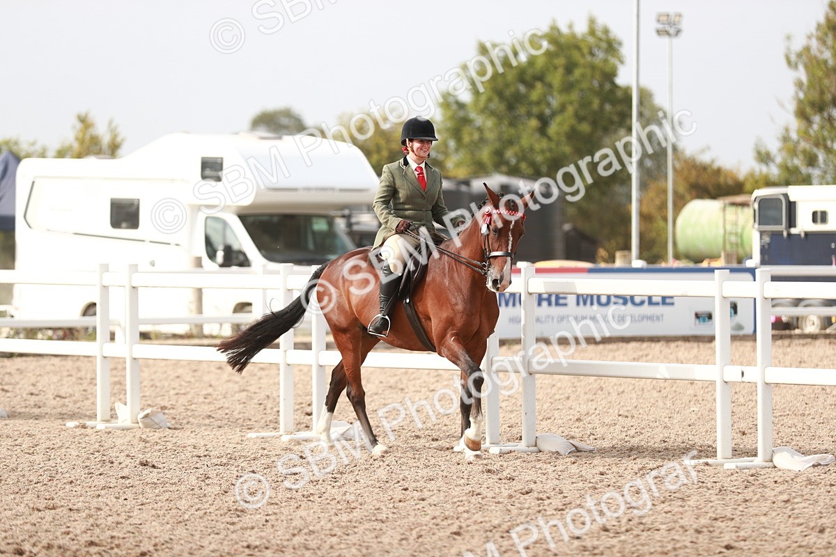 SBM_17492 - Class 215 Ridden Hack/ Riding Horse