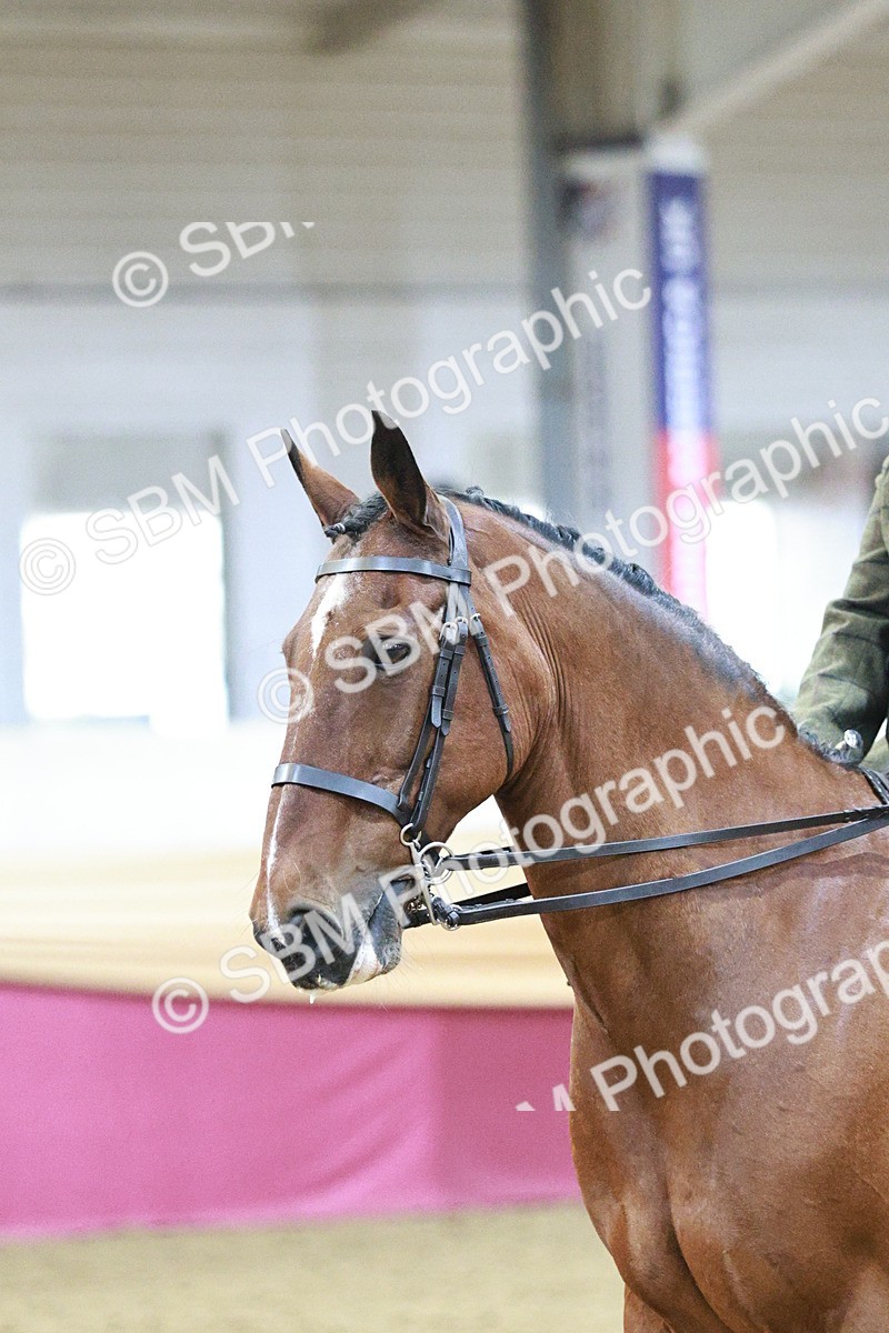 SBM_08202 - Class 11R - Regional Ridden Veteran