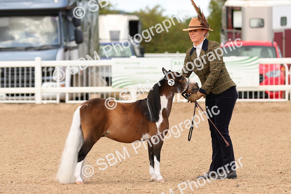 SBM_10299 - Class 206 - IH Non Show Type Pony