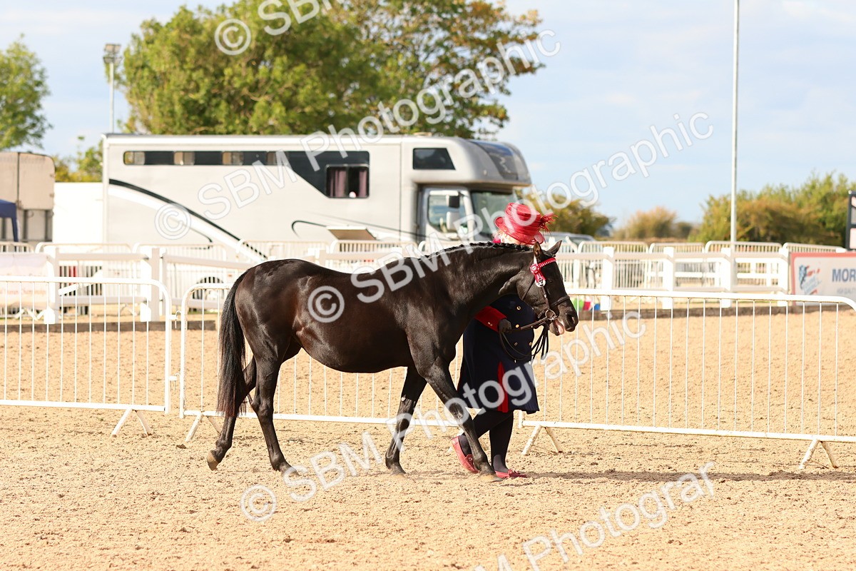 SBM_18316 - Class 318 - IH Part Bred Horse Pony