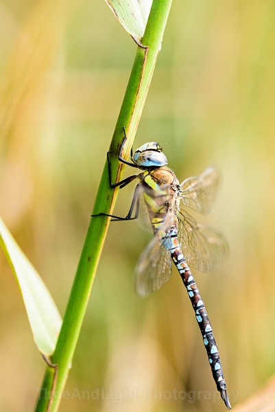 Male Migrant hawker - Dragonflies & Damselflies