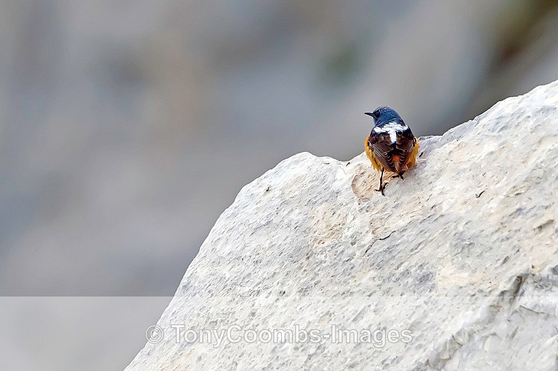 Rock Thrush - Turkey