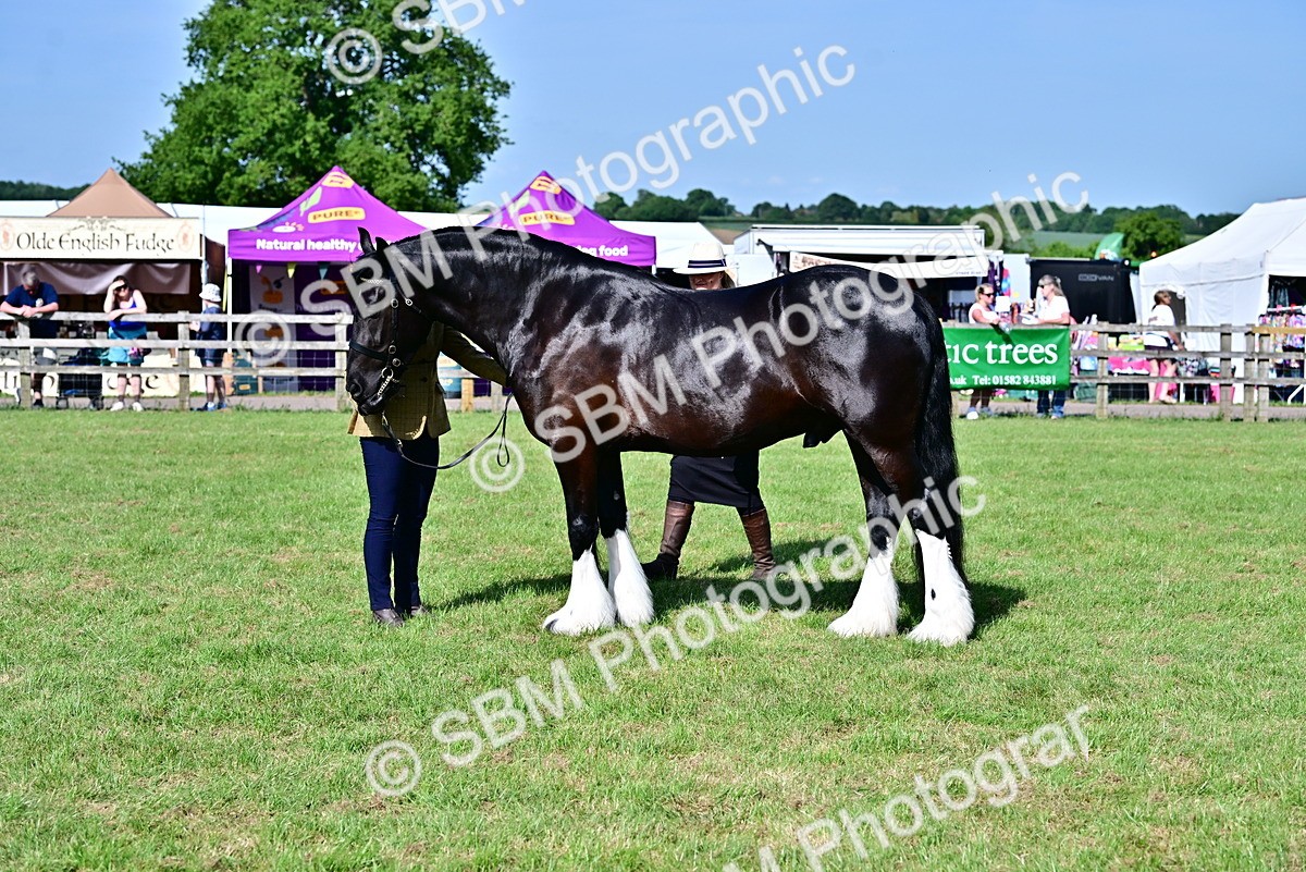 SBM_10015 - Class 63-65 - Traditional Gypsy Cobs In Hand & Ridden