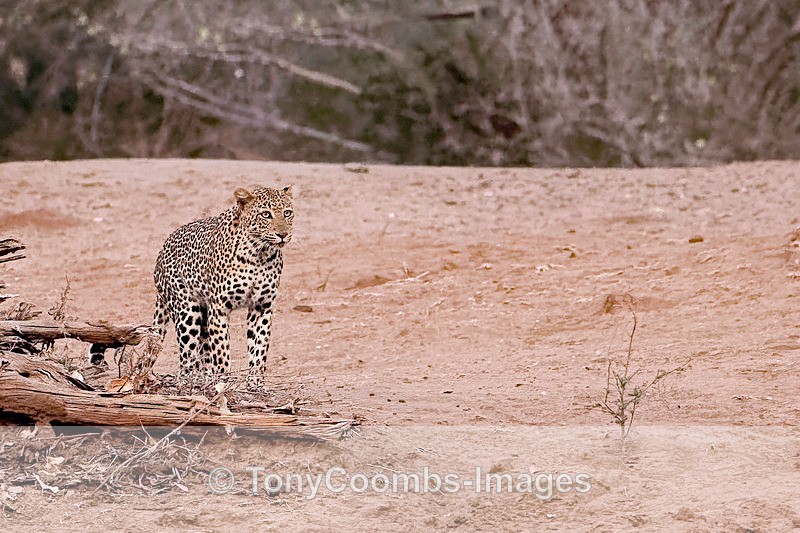 Leopard (f) - Mana Pools ~ The Mammals