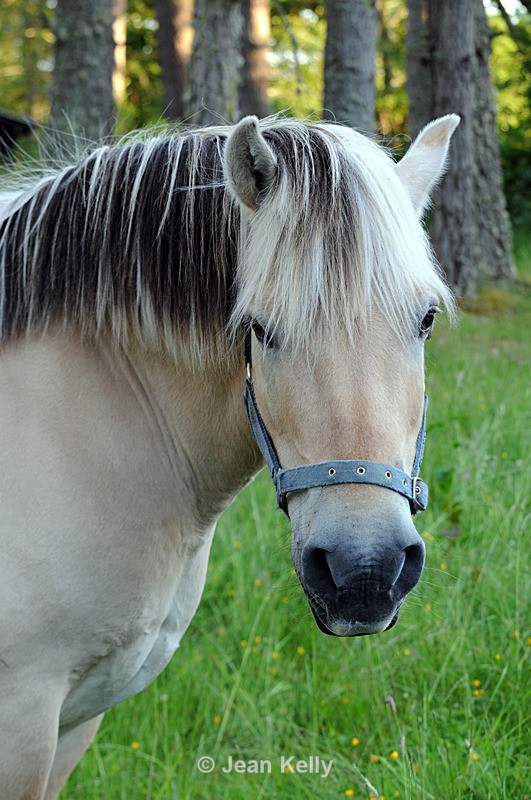 Horse - 0238 - Equine