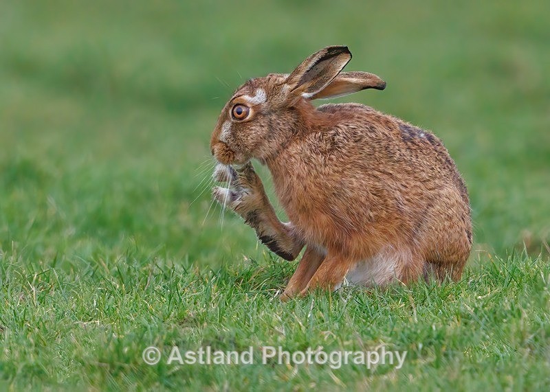 Brown Hare - Latest Images
