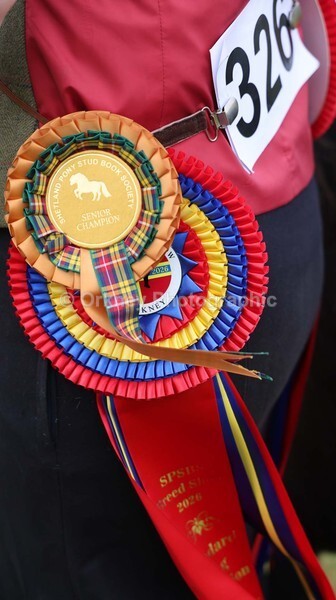 untitled-7247 - Shetland Pony Show